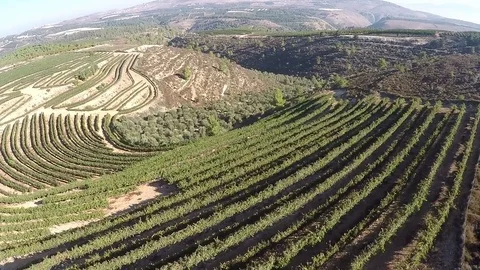 Flyover over vineyard and olive grove,Galilee Israel Stock Footage 71755667