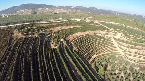 Flyover over vineyard and olive grove,Galilee Israel Stock Footage 71755726
