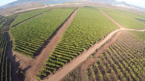 Flyover over vineyard and olive grove,Galilee Israel Stock Footage 71757509