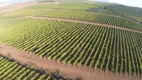 Flyover over vineyard and olive grove,Galilee Israel Video stock 71758589