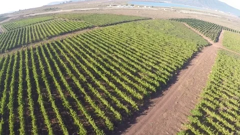 Flyover over vineyard and olive grove,Galilee Israel Video stock 71983538