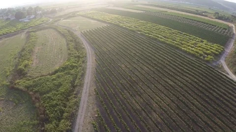 Flyover over vineyard and olive grove,Galilee Israel Video stock 71983847