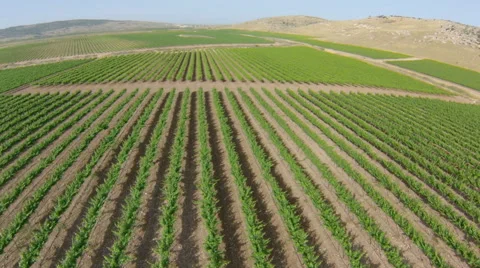 Flyover over vineyard, Stock Footage 44364789