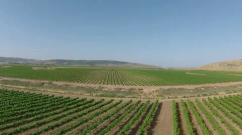 Flyover over vineyard, Video stock 44371890