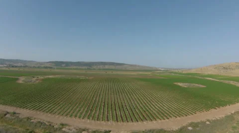 Flyover over vineyard, Israel Video stock 44364529