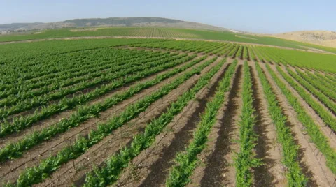 Flyover over vineyard, Israel Video stock 44372240