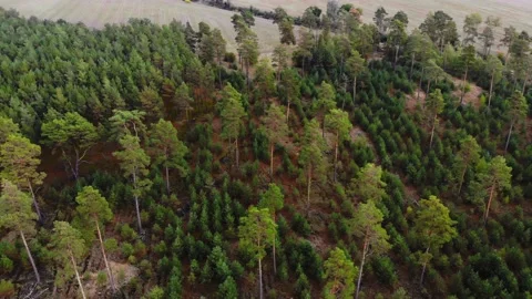 Flyover pan down shot over forest trees with drone Stock Footage 138755243