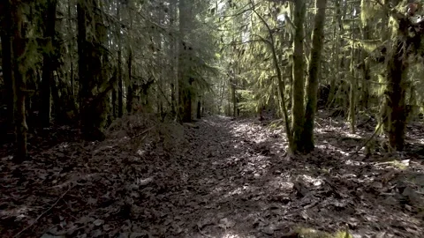 Flyover a patch in a pristina temperate rainforest in British Columbia, Canada. Vídeos de archivo 333711622