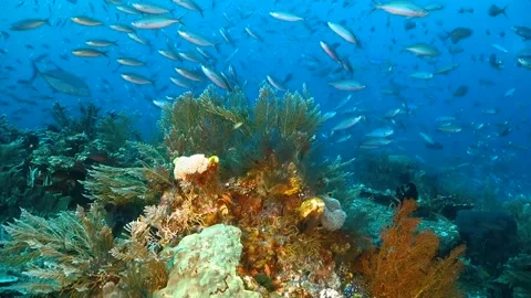 Flyover a patch of soft corals with thousands of schooling fusiliers in the  Stock Footage 130237309