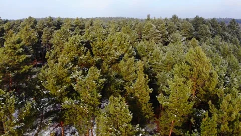 Flyover pine forest in winter in Europe Stock Footage 135520131