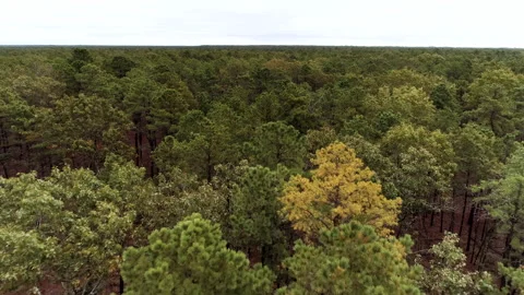 Flyover of pine tree forest with ascent at end Stock Footage 141164998