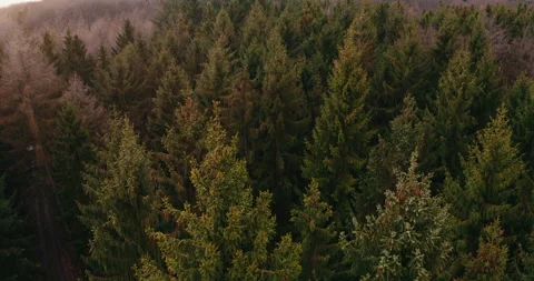 Flyover pine wood Forest treetops nature aerial Drone 4k Video stock 153484634