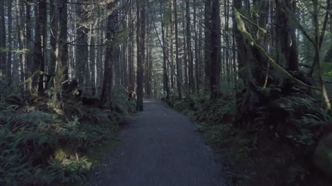 Flyover Rainforest Path Stock Footage 261637289