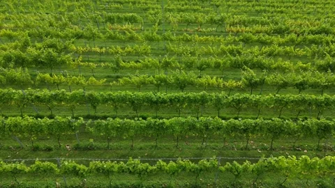 Flyover of rows of vines in a vineyard Stock Footage 280688415
