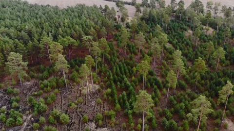Flyover shot of pine forest with new and old trees and field Stock Footage 135523184
