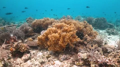 Flyover soft corals covered in small glass fish Stock Footage 130237406