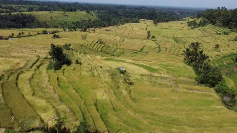 Flyover southeast rice fields Stock Footage 329866151