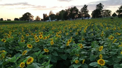 Flyover Sunflower Field Stock Footage 252241935