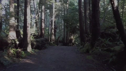 Flyover Sunny Rainforest Path Stock Footage 261637953