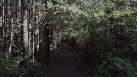 Flyover Sunny Rainforest Path Stock Footage 261638207