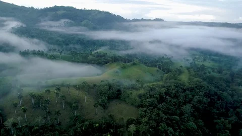 Flyover of Tropical Rain Forest Stock Footage 114823607