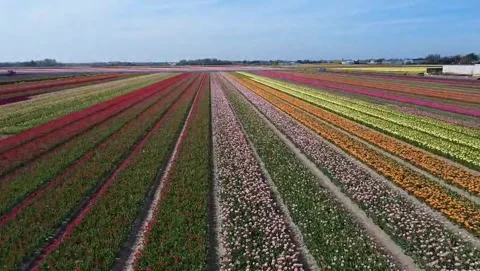 Flyover of tulip fields in the Netherlands Stock Footage 317478941