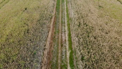 Flyover/dolly shot on path in barren field with tilt up to horizon with forest Stock Footage 135532614