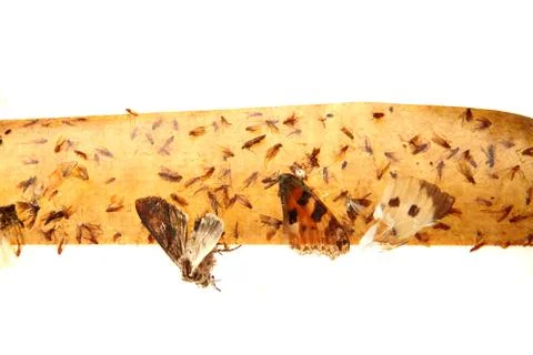 Flypaper with flyies 스톡 사진