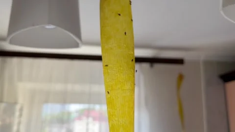 Flypaper hangs in the kitchen Stock Footage 252514562