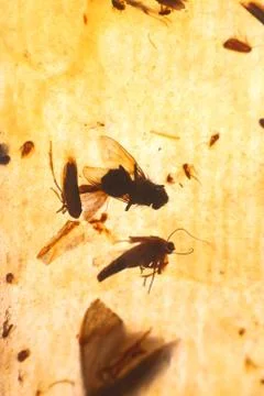 Flypaper Stock Photos