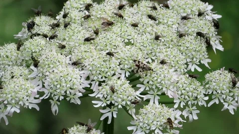 Flys and other insects on Masterwort (Peucedanum ostruthium) in Tirol Austria 스톡 동영상 113685504