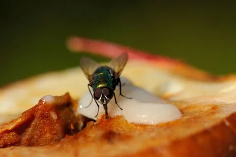 Fly's dinner Stock-Fotos