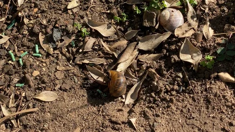 Fly's Eating Snail Stock Footage 128350011