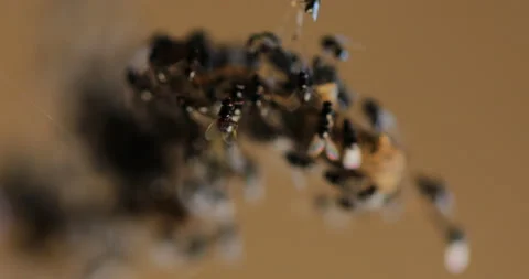 Fly's Group on Food Stock Footage 166052328