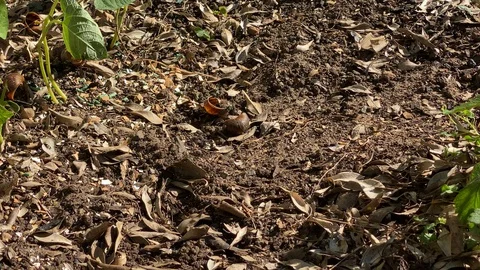 Fly's on snail shell Stock Footage 128350522