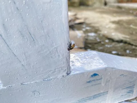 The Fly's Struggle Foto stock