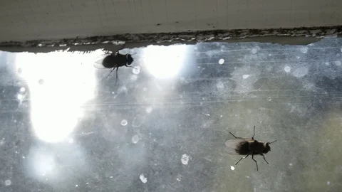 Flys on the window Stock Footage 129409058