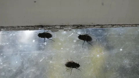 Flys on the window Stock Footage 129409354