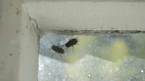 Flys on the window Stock Footage 129409381