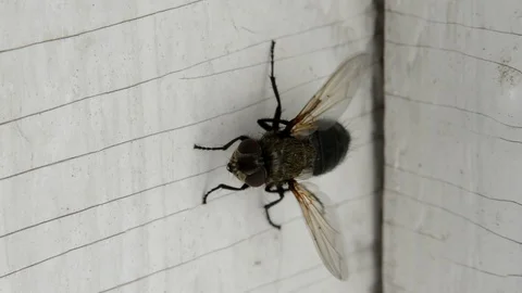 Flys on the window Stock Footage 129409562