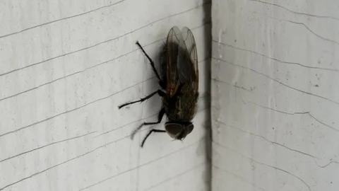 Flys on the window Stock Footage 129409644