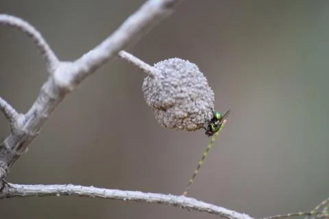 A fly's world Stock Photos