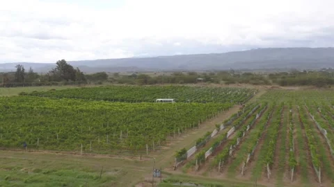 Flythrough drone shot of a vineyard Stock Footage 132427327