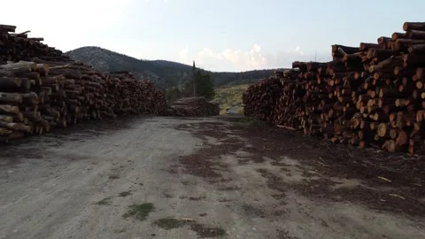 Flythrough logging operations in Tatoi forest Stockbeeldmateriaal 248427464