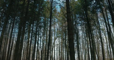 Flythrough pine wood Forest Drone aerial looking up 4k Video stock 153485646