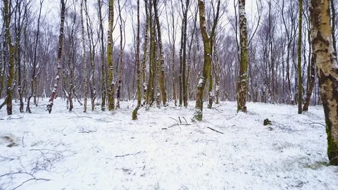 A flythrough in a snowy winter forest Stock Footage 89699984