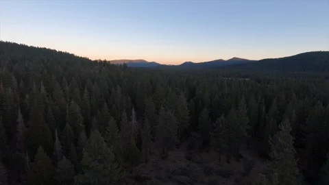 FlyThroughForestSunset Video stock 103230165