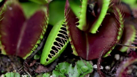 Flytrap catching fly macro close up Venus fly trap in action. Video stock 291898571