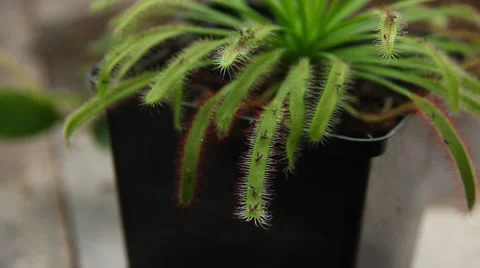 Flytrap plant Stock Footage 53080217