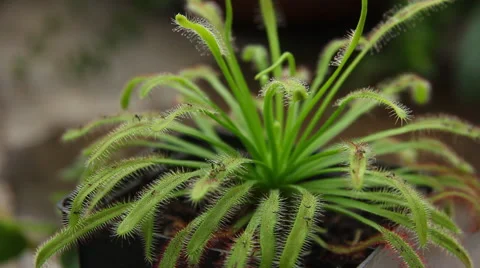 Flytrap plant Video stock 53080228